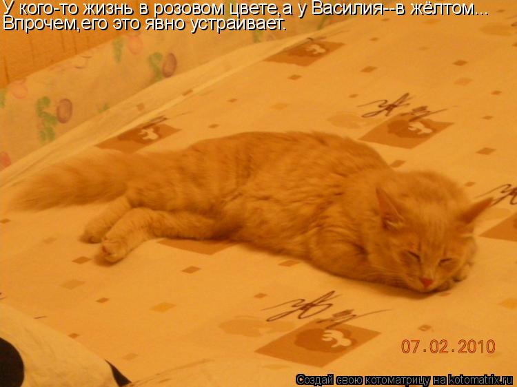 У кого-то жизнь в розовом цвете,а у Василия--в жёлтом... Впрочем,его это явно устраивает.... Котоматрица: У кого-то жизнь в розовом цвете,а у Василия--в жёлтом... Впрочем,его это явно устраивает.