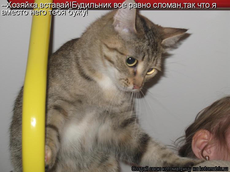 --Хозяйка,вставай!Будильник всё равно сломан,так что я вместо него тебя бужу!... Котоматрица: --Хозяйка,вставай!Будильник всё равно сломан,так что я вместо него тебя бужу!