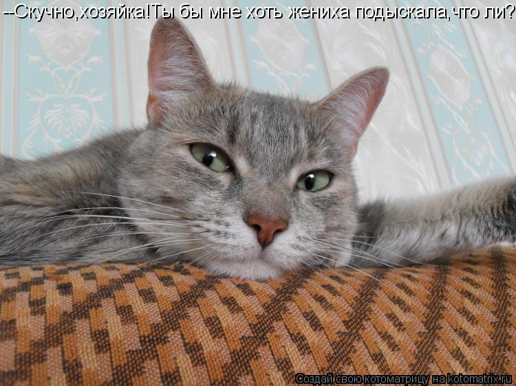 --Скучно,хозяйка!Ты бы мне хоть жениха подыскала,что ли?... Котоматрица: --Скучно,хозяйка!Ты бы мне хоть жениха подыскала,что ли?