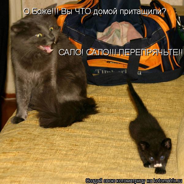 О Боже!!! Вы ЧТО домой притащили? САЛО! САЛО!!! ПЕРЕПРЯЧЬТЕ!!!... Котоматрица: О Боже!!! Вы ЧТО домой притащили? САЛО! САЛО!!! ПЕРЕПРЯЧЬТЕ!!!