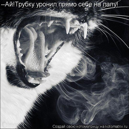 --Ай!Трубку уронил прямо себе на лапу!... Котоматрица: --Ай!Трубку уронил прямо себе на лапу!