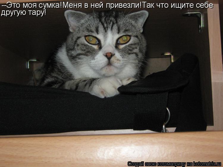 --Это моя сумка!Меня в ней привезли!Так что ищите себе другую тару!... Котоматрица: --Это моя сумка!Меня в ней привезли!Так что ищите себе другую тару!