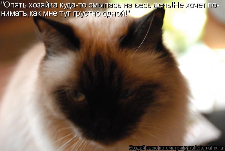 "Опять хозяйка куда-то смылась на весь день!Не хочет по- нимать,как мне тут грустно одной!"... Котоматрица: "Опять хозяйка куда-то смылась на весь день!Не хочет по- нимать,как мне тут грустно одной!"