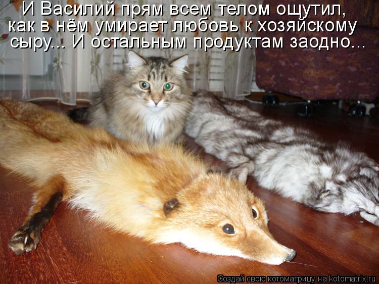 И Василий прям всем телом ощутил, как в нём умирает любовь к хозяйскому сыру... И остальным продуктам... Котоматрица: И Василий прям всем телом ощутил, как в нём умирает любовь к хозяйскому сыру... И остальным продуктам заодно...