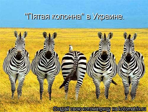 "Пятая колонна" в Украине.... Котоматрица: "Пятая колонна" в Украине.