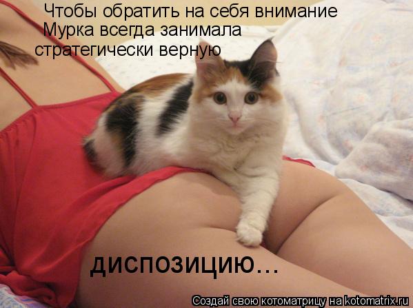 Чтобы обратить на себя внимание Мурка всегда занимала стратегически верную диспозицию...... Котоматрица: Чтобы обратить на себя внимание Мурка всегда занимала стратегически верную диспозицию...