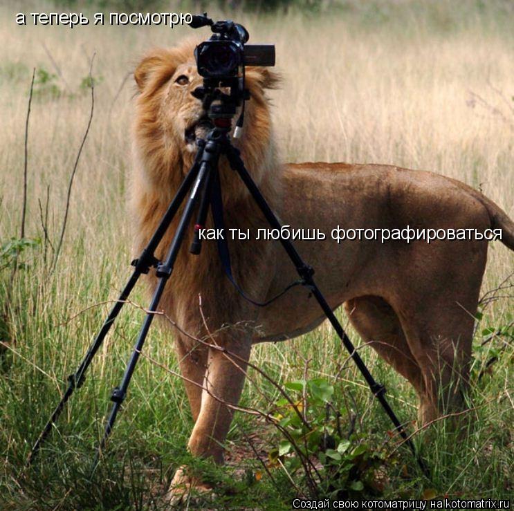а теперь я посмотрю как ты любишь фотографироваться... Котоматрица: а теперь я посмотрю как ты любишь фотографироваться