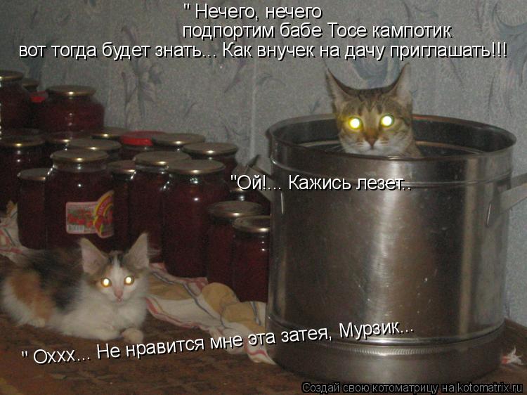" Оххх... Не нравится мне эта затея, Мурзик... " Нечего, нечего подпортим бабе Тосе кампотик вот тогд... Котоматрица: " Оххх... Не нравится мне эта затея, Мурзик... " Нечего, нечего подпортим бабе Тосе кампотик вот тогда будет знать... Как внучек на дачу приглаша