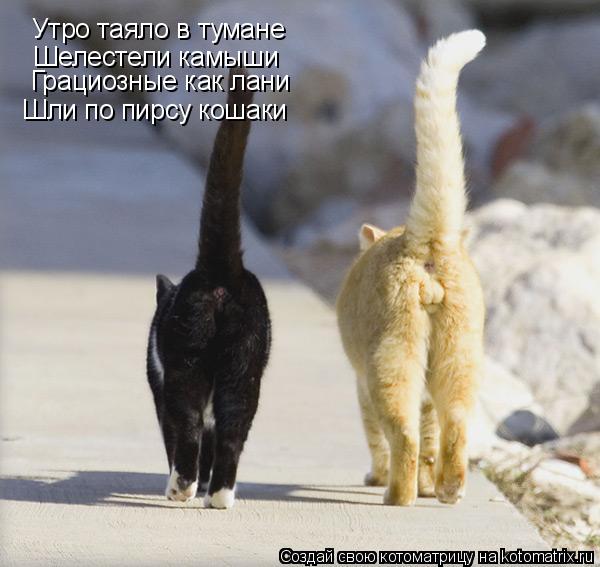Утро таяло в тумане Шелестели камыши Грациозные как лани Шли по пирсу кошаки... Котоматрица: Утро таяло в тумане Шелестели камыши Грациозные как лани Шли по пирсу кошаки