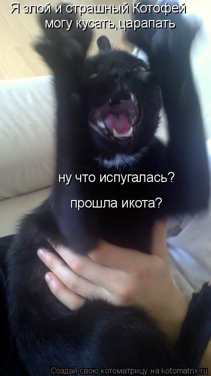 Я злой и страшный Котофей могу кусать,царапать ну что испугалась? прошла икота?... Котоматрица: Я злой и страшный Котофей могу кусать,царапать ну что испугалась? прошла икота?