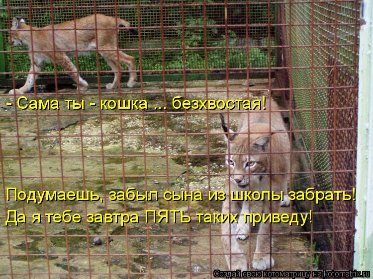 - Сама ты - кошка ... безхвостая! Подумаешь, забыл сына из школы забрать! Да я тебе завтра ПЯТЬ таких... Котоматрица: - Сама ты - кошка ... безхвостая! Подумаешь, забыл сына из школы забрать! Да я тебе завтра ПЯТЬ таких приведу!