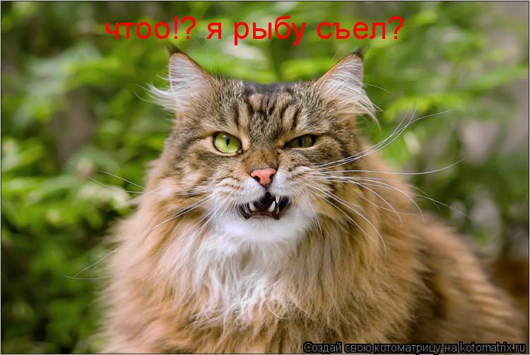 чтоо!? я рыбу съел?... Котоматрица: чтоо!? я рыбу съел?