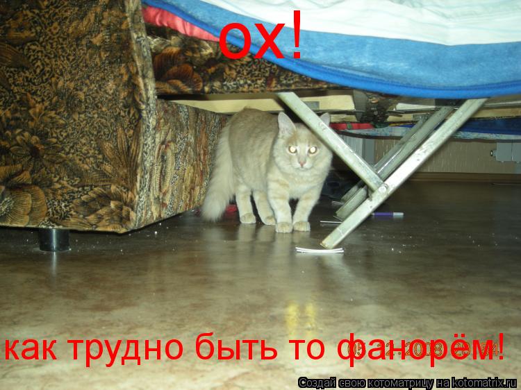 ох! как трудно быть то фанорём!... Котоматрица: ох! как трудно быть то фанорём!