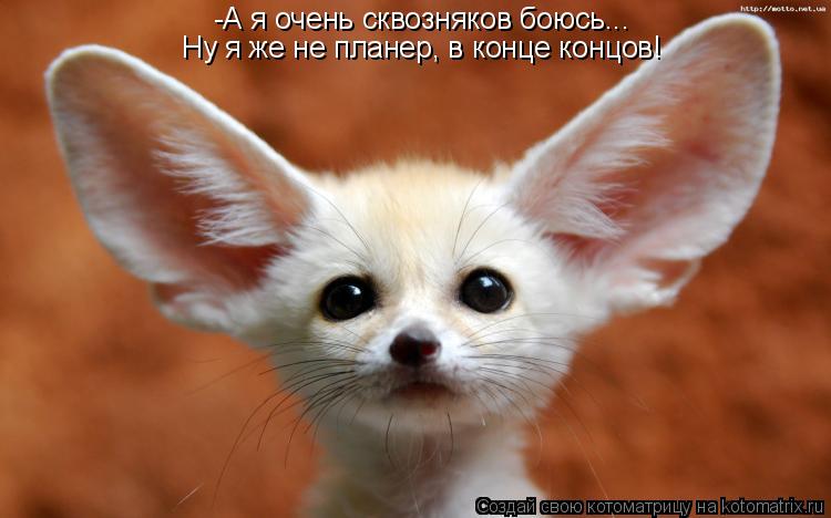 -А я очень сквозняков боюсь... Ну я же не планер, в конце концов!... Котоматрица: -А я очень сквозняков боюсь... Ну я же не планер, в конце концов!