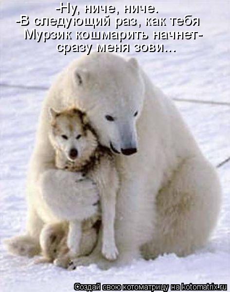 -Ну, ниче, ниче. -В следующий раз, как тебя Мурзик кошмарить начнет- сразу меня зови...... Котоматрица: -Ну, ниче, ниче. -В следующий раз, как тебя Мурзик кошмарить начнет- сразу меня зови...