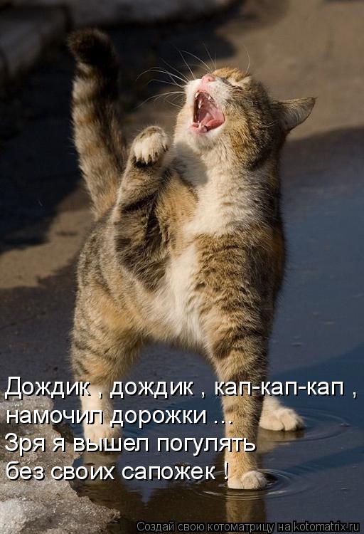 Дождик , дождик , кап-кап-кап , намочил дорожки ... Зря я вышел погулять без своих сапожек !... Котоматрица: Дождик , дождик , кап-кап-кап , намочил дорожки ... Зря я вышел погулять без своих сапожек !