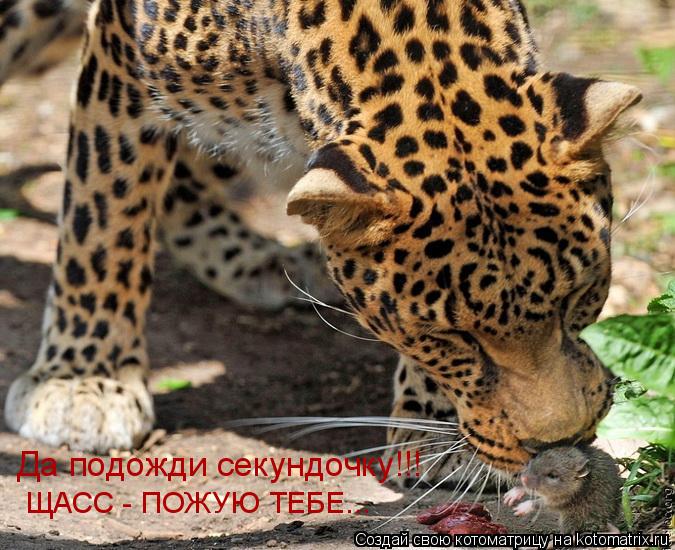 ЩАСС - ПОЖУЮ ТЕБЕ... Да подожди секундочку!!!... Котоматрица: ЩАСС - ПОЖУЮ ТЕБЕ... Да подожди секундочку!!!