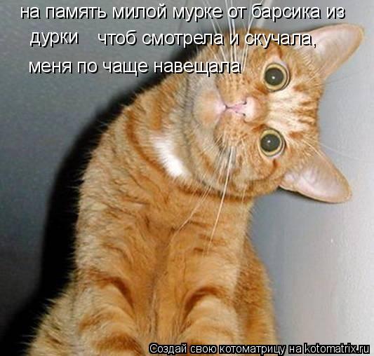 на память милой мурке от барсика из дурки чтоб смотрела и скучала, меня по чаще навещала... Котоматрица: на память милой мурке от барсика из дурки чтоб смотрела и скучала, меня по чаще навещала