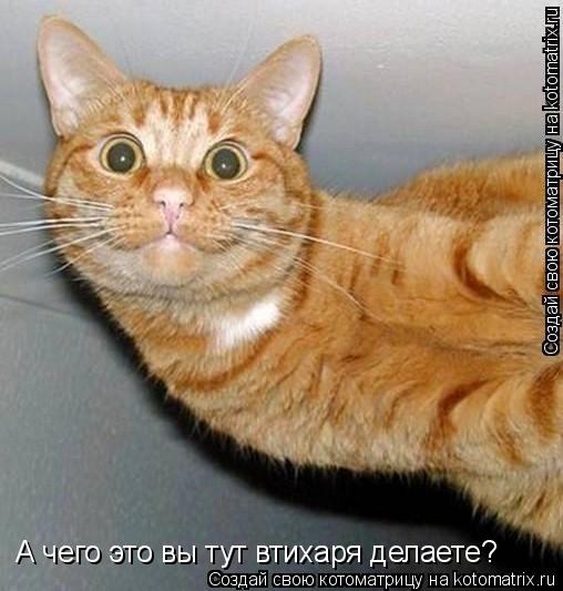 А чего это вы тут втихаря делаете?... Котоматрица: А чего это вы тут втихаря делаете?