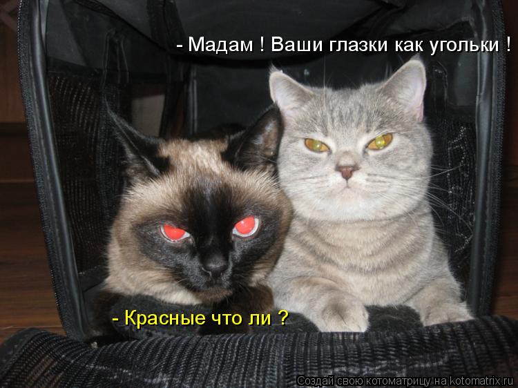 - Мадам ! Ваши глазки как угольки ! - Красные что ли ?... Котоматрица: - Мадам ! Ваши глазки как угольки ! - Красные что ли ?