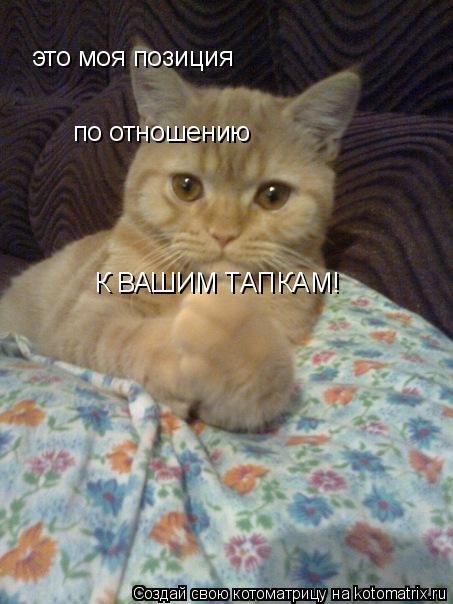 это моя позиция по отношению К ВАШИМ ТАПКАМ!... Котоматрица: это моя позиция по отношению К ВАШИМ ТАПКАМ!