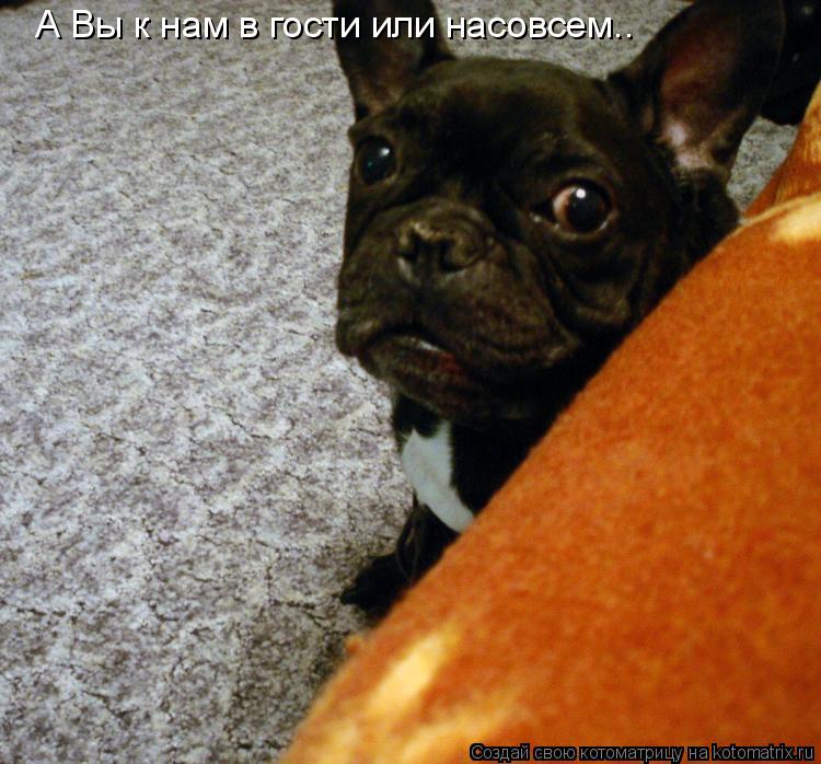 А Вы к нам в гости или насовсем..... Котоматрица: А Вы к нам в гости или насовсем..