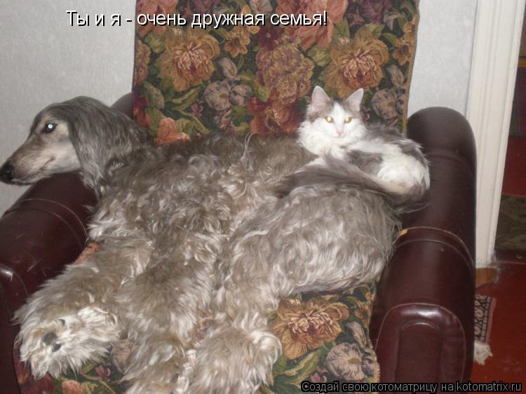 Ты и я - очень дружная семья!... Котоматрица: Ты и я - очень дружная семья!