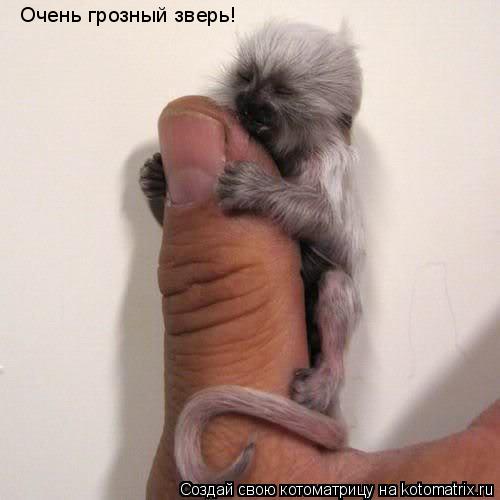 Очень грозный зверь!... Котоматрица: Очень грозный зверь!