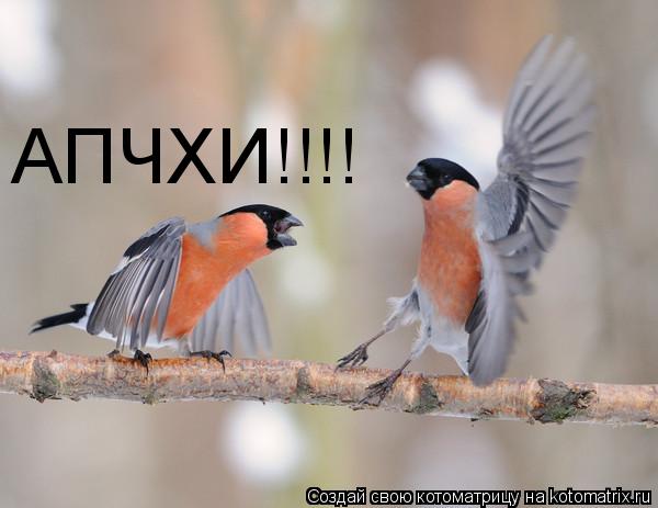 АПЧХИ!!!!... Котоматрица: АПЧХИ!!!!
