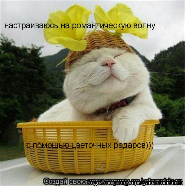 настраиваюсь на романтическую волну с помощью цветочных радаров)))... Котоматрица: настраиваюсь на романтическую волну с помощью цветочных радаров)))