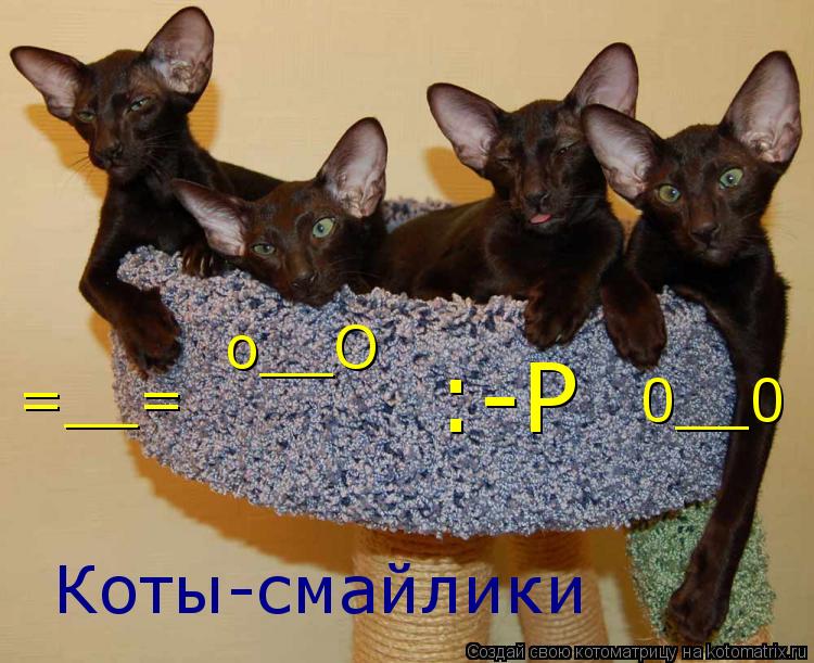 Коты-смайлики =__= :-P o__O 0__0... Котоматрица: Коты-смайлики =__= :-P o__O 0__0