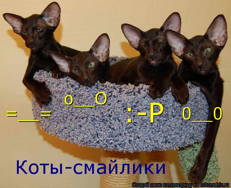 Котоматрица: Коты-смайлики =__= :-P o__O 0__0