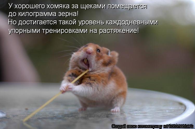 У хорошего хомяка за щеками помещается до килограмма зерна! Но достигается такой уровень каждодневн... Котоматрица: У хорошего хомяка за щеками помещается до килограмма зерна! Но достигается такой уровень каждодневными упорными тренировками на растяже