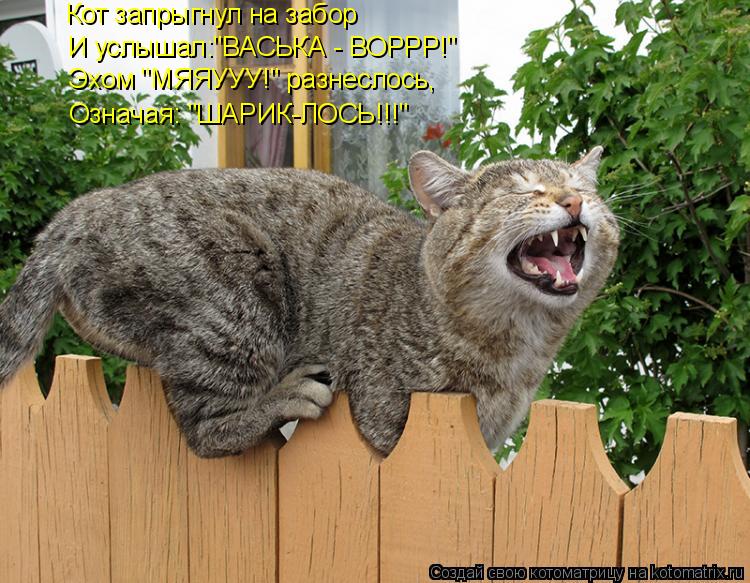 Котоматрица: Кот запрыгнул на забор И услышал:"ВАСЬКА - ВОРРР!" Эхом "МЯЯУУУ!" разнеслось, Означая: "ШАРИК-ЛОСЬ!!!"