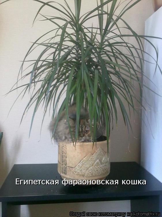 Египетская фараоновская кошка... Котоматрица: Египетская фараоновская кошка