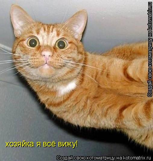 хозяйка я всё вижу!... Котоматрица: хозяйка я всё вижу!