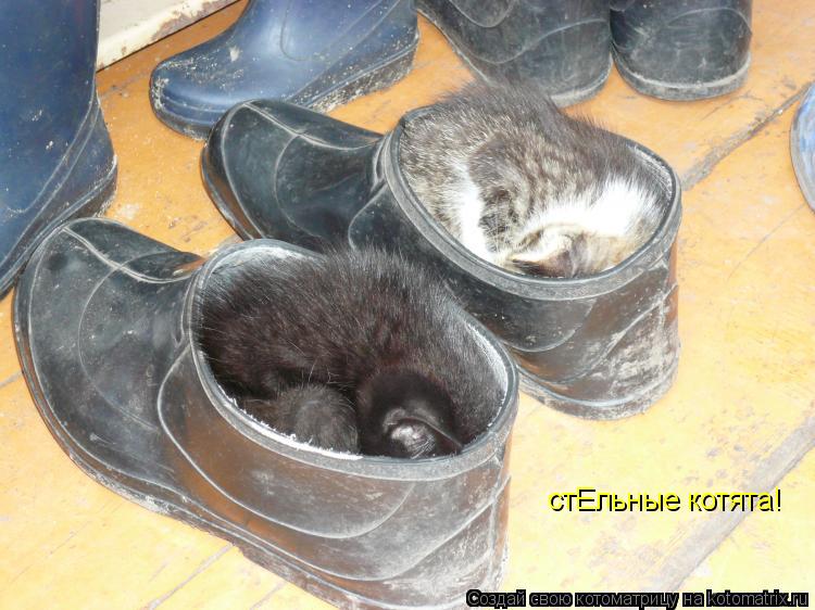 стЕльные котята!... Котоматрица: стЕльные котята!