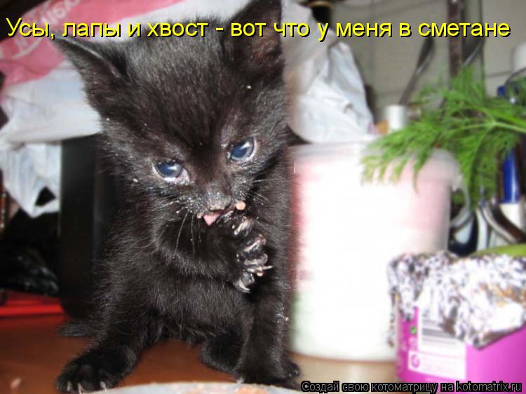 Усы, лапы и хвост - вот что у меня в сметане... Котоматрица: Усы, лапы и хвост - вот что у меня в сметане