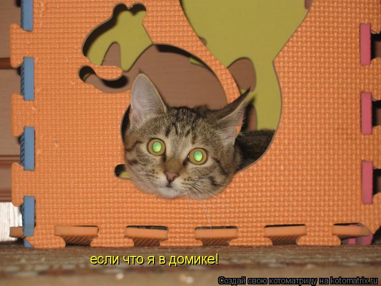 если что я в домике!... Котоматрица: если что я в домике!