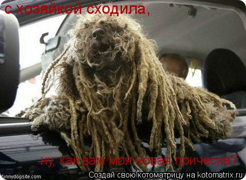 с хозяйкой сходила, ну, как вам моя новая прическа?... Котоматрица: с хозяйкой сходила, ну, как вам моя новая прическа?
