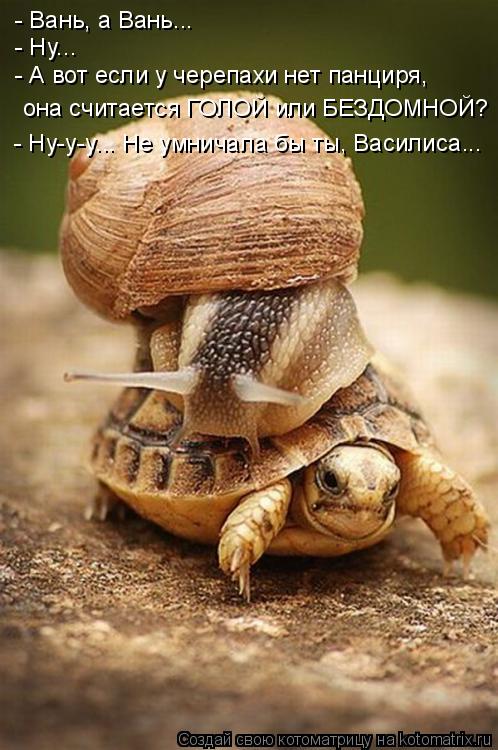 - Вань, а Вань... - Ну... - А вот если у черепахи нет панциря, она считается ГОЛОЙ или БЕЗДОМНОЙ? - Н... Котоматрица: - Вань, а Вань... - Ну... - А вот если у черепахи нет панциря, она считается ГОЛОЙ или БЕЗДОМНОЙ? - Ну-у-у... Не умничала бы ты, Василиса...