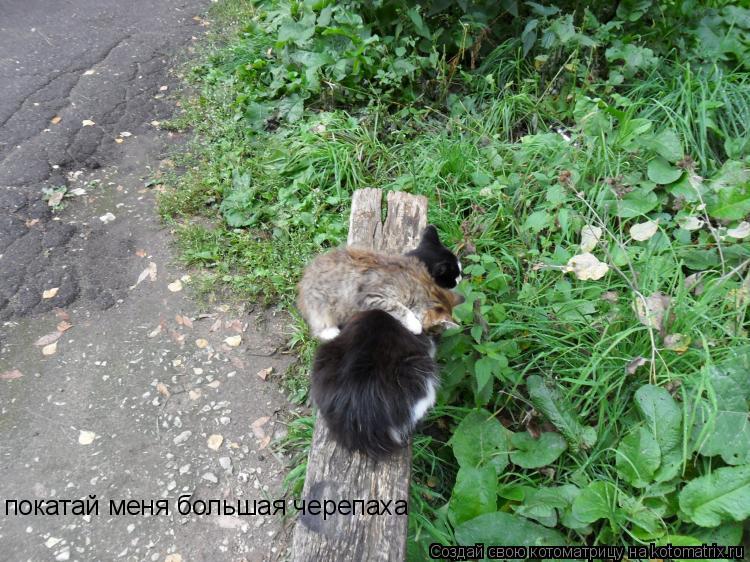 покатай меня большая черепаха покатай меня большая черепаха... Котоматрица: покатай меня большая черепаха покатай меня большая черепаха