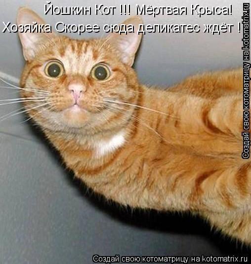 Йошкин Кот !!! Мёртвая Крыса! Хозяйка Скорее сюда деликатес ждёт !... Котоматрица: Йошкин Кот !!! Мёртвая Крыса! Хозяйка Скорее сюда деликатес ждёт !