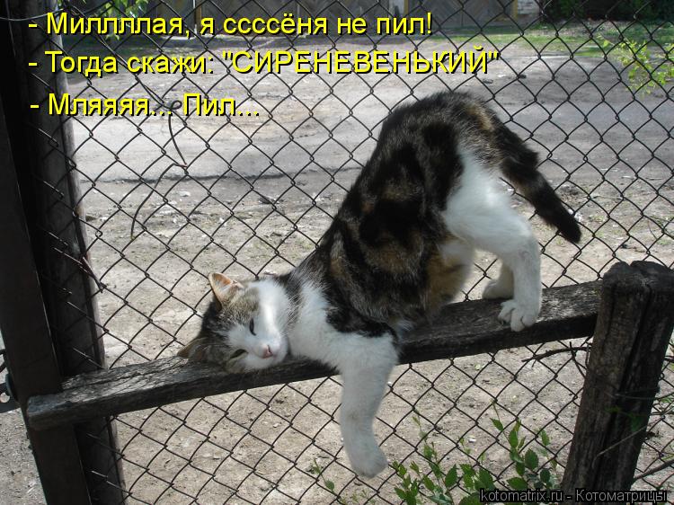 - Миллллая, я ссссёня не пил! - Тогда скажи: "СИРЕНЕВЕНЬКИЙ" - Мляяяя... Пил...... Котоматрица: - Миллллая, я ссссёня не пил! - Тогда скажи: "СИРЕНЕВЕНЬКИЙ" - Мляяяя... Пил...