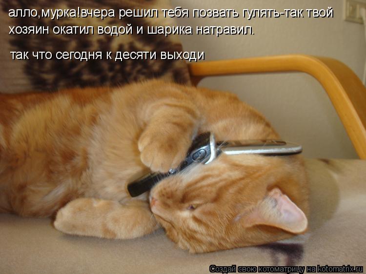 алло,мурка!вчера решил тебя позвать гулять-так твой хозяин окатил водой и шарика натравил. так что с... Котоматрица: алло,мурка!вчера решил тебя позвать гулять-так твой хозяин окатил водой и шарика натравил. так что сегодня к десяти выходи