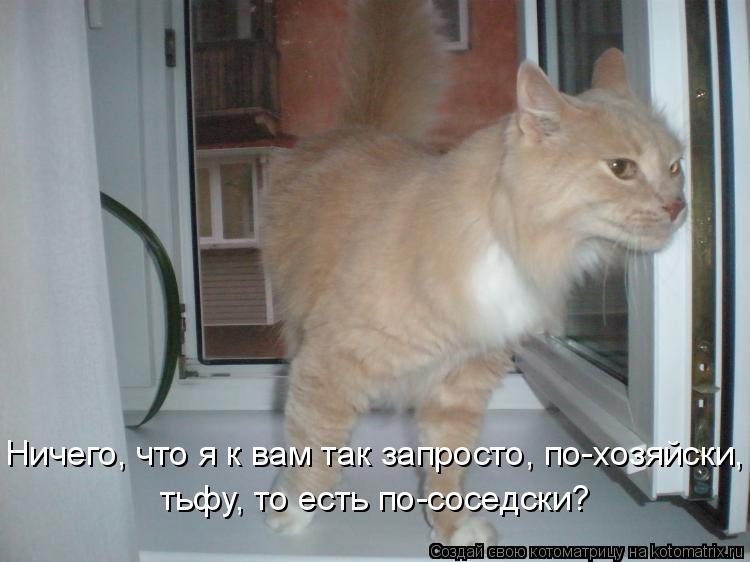 Ничего, что я к вам так запросто, по-хозяйски, тьфу, то есть по-соседски?... Котоматрица: Ничего, что я к вам так запросто, по-хозяйски, тьфу, то есть по-соседски?