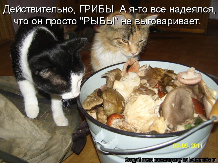 Действительно, ГРИБЫ. А я-то все надеялся, что он просто "РЫБЫ" не выговаривает.... Котоматрица: Действительно, ГРИБЫ. А я-то все надеялся, что он просто "РЫБЫ" не выговаривает.
