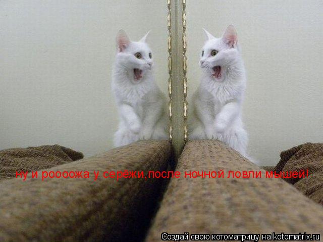ну и роооожа у серёжи,после ночной ловли мышей!... Котоматрица: ну и роооожа у серёжи,после ночной ловли мышей!
