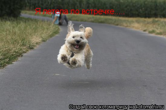 Я летела по встречке........ Котоматрица: Я летела по встречке.....