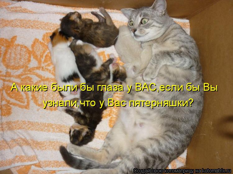 А какие были бы глаза у ВАС,если бы Вы узнали,что у Вас пятерняшки?... Котоматрица: А какие были бы глаза у ВАС,если бы Вы узнали,что у Вас пятерняшки?